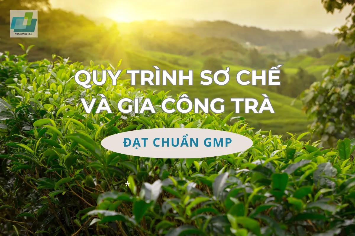 Quy trình sơ chế và gia công trà đạt chuẩn GMP